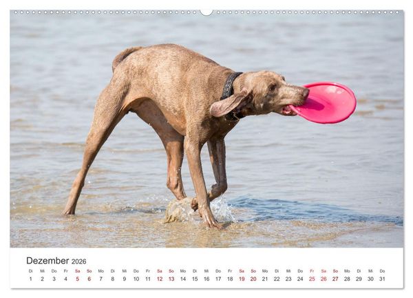 Produktbild: Freunde auf vier Pfoten am Strand (Wandkalender 2026 DIN A2 quer), CALVENDO Monatskalender