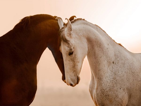 Produktbild: CALVENDO Puzzle Marwari Pferde | 1000 Teile Lege-Gr&ouml;&szlig;e 64x48cm Foto-Puzzle f&uuml;r gl&uuml;ckliche Stunden
