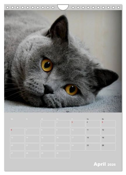 Produktbild: Graue Engel - Britischkurzhaar-Katzen (Wandkalender 2026 DIN A4 hoch), CALVENDO Monatskalender
