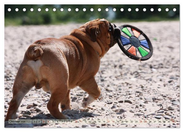Produktbild: Bulldoggen - Englische und Franz&ouml;sische Bulldoggen (Tischkalender 2026 DIN A5 quer), CALVENDO Monatskalender