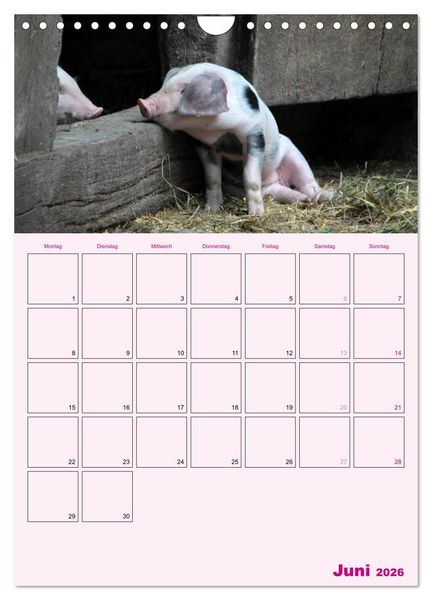 Produktbild: Schweinischer Terminplaner (Wandkalender 2026 DIN A4 hoch), CALVENDO Monatskalender