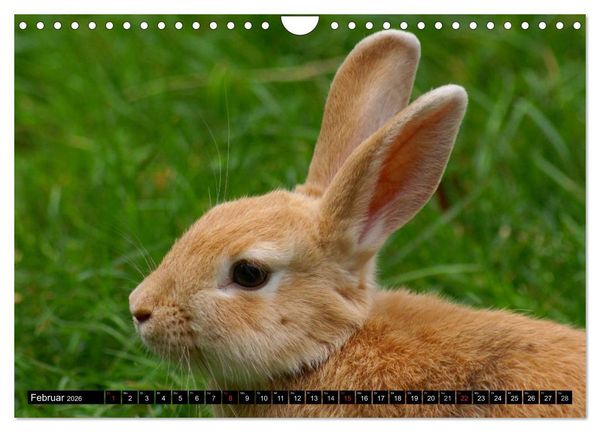 Produktbild: Liebenswerte Zwergkaninchen (Wandkalender 2026 DIN A4 quer), CALVENDO Monatskalender
