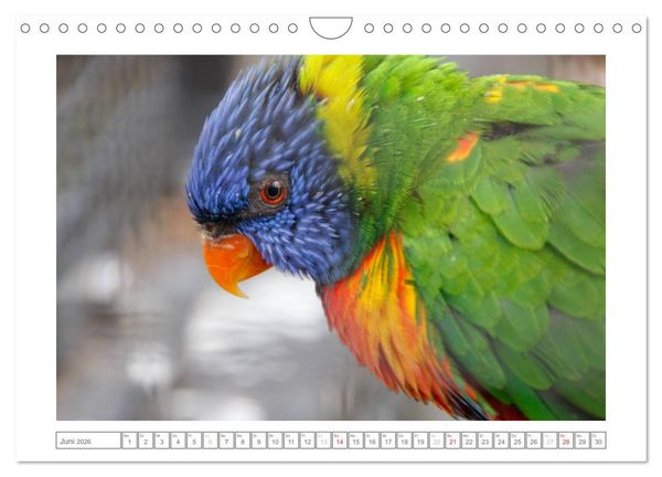 Produktbild: Tiere im Zoo (Wandkalender 2026 DIN A4 quer), CALVENDO Monatskalender