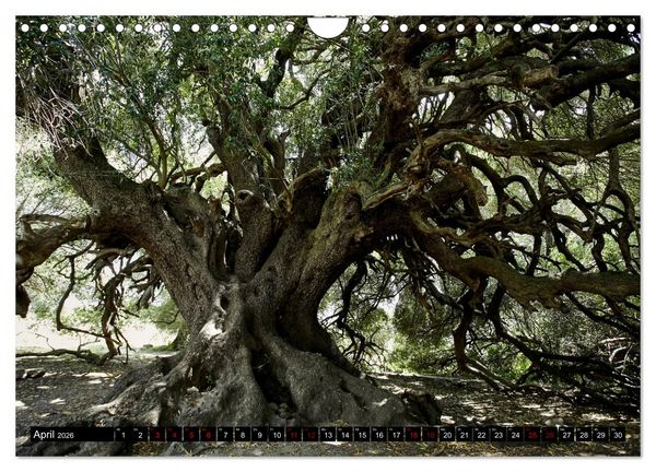 Produktbild: Sardinien - Der Norden (Wandkalender 2026 DIN A4 quer), CALVENDO Monatskalender
