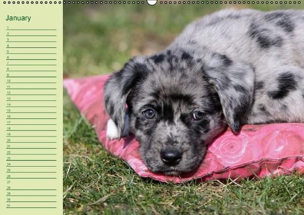 Produktbild: Puppies Birthday Calendar / UK-Version (Wall Calendar perpetual DIN A2 Landscape)