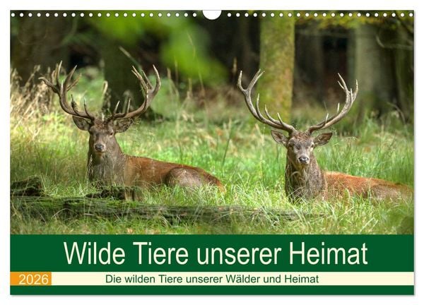 Produktbild: Wilde Tiere unserer Heimat (Wandkalender 2026 DIN A3 quer), CALVENDO Monatskalender