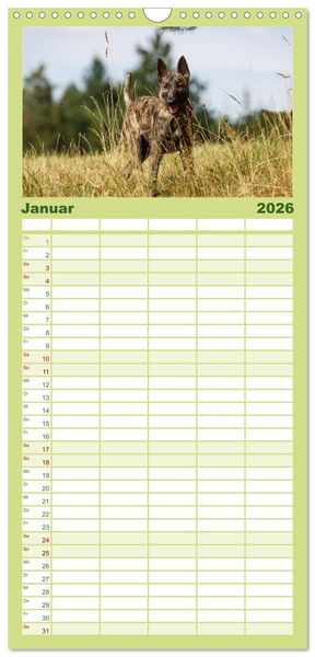 Produktbild: Familienplaner 2026 - ausdrucksvolle Holl&auml;ndische Sch&auml;ferhunde mit 5 Spalten (Wandkalender, 21 x 45 cm) CALVENDO