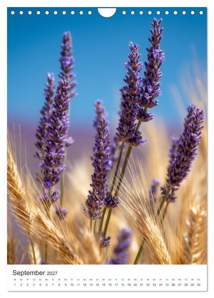 Produktbild: Der Sommer bl&uuml;ht violett (Wandkalender 2027 DIN A4 hoch), CALVENDO Monatskalender