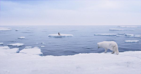 Produktbild: Die Abenteuer von Kina & Yuk - Zwei Polarf&uuml;chse entdecken die Welt