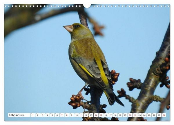 Produktbild: Vogelkalender (Wandkalender 2026 DIN A3 quer), CALVENDO Monatskalender