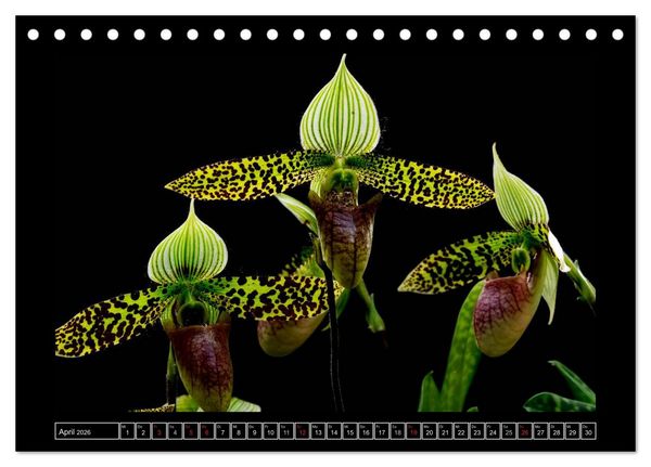Produktbild: Frauenschuhe - die sch&ouml;nsten Orchideen der Welt (Tischkalender 2026 DIN A5 quer), CALVENDO Monatskalender