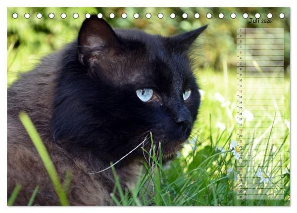 Produktbild: Katzen im Portr&auml;t / Geburtstagskalender (Tischkalender 2026 DIN A5 quer), CALVENDO Monatskalender