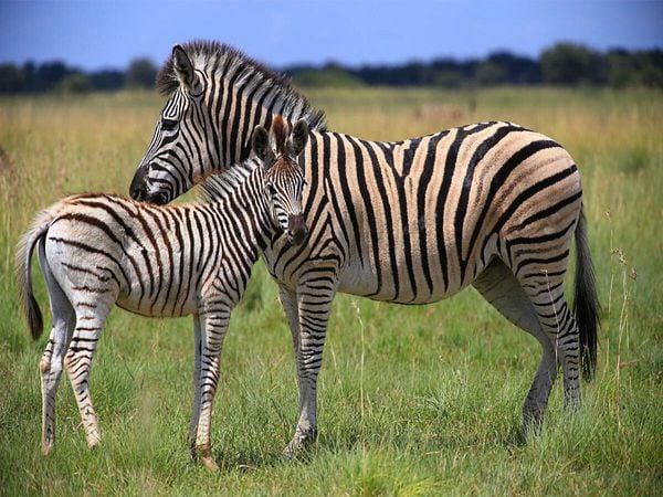 Produktbild: CALVENDO Puzzle Zebras | 1000 Teile Lege-Gr&ouml;&szlig;e 64x48cm Foto-Puzzle f&uuml;r gl&uuml;ckliche Stunden