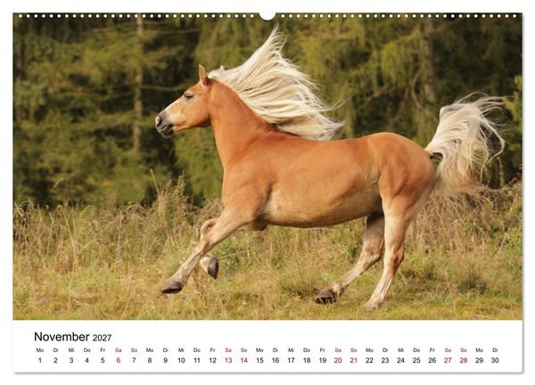 Produktbild: PFERDE - Zwischen Himmel, Erde und Hufschlag (hochwertiger Premium Wandkalender 2027 DIN A2 quer), Kunstdruck in Hochglanz