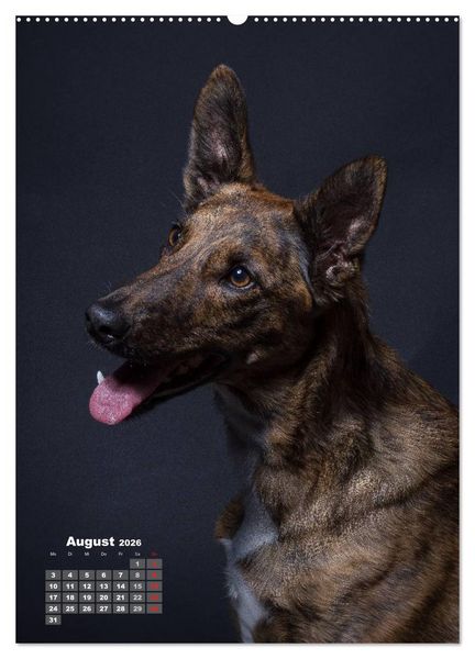 Produktbild: Treue Wegbegleiter, Hunde im Portrait. (Wandkalender 2026 DIN A2 hoch), CALVENDO Monatskalender