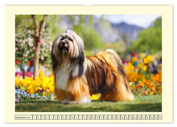 Produktbild: Lhasa Apso Charme. Die kleinen H&uuml;ter des Gl&uuml;cks (Wandkalender 2026 DIN A2 quer), CALVENDO Monatskalender