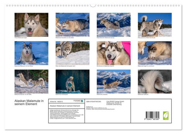 Produktbild: Alaskan Malamute in seinem Element (hochwertiger Premium Wandkalender 2026 DIN A2 quer), Kunstdruck in Hochglanz
