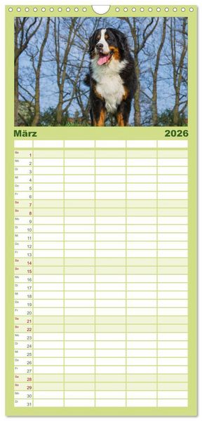 Produktbild: Familienplaner 2026 - Treuer Freund Berner Sennenhund mit 5 Spalten (Wandkalender, 21 x 45 cm) CALVENDO