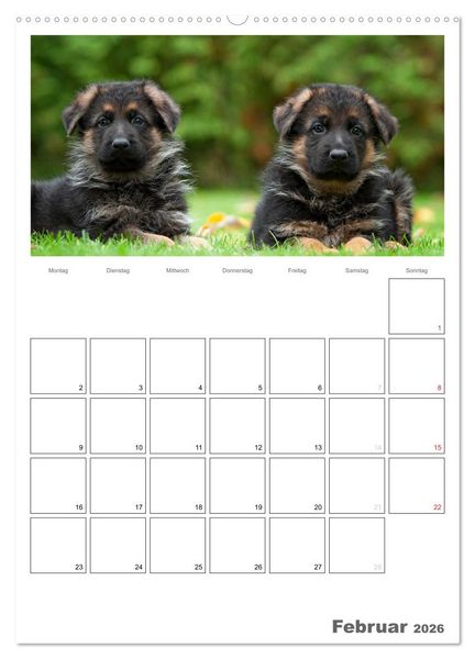 Produktbild: Deutscher Sch&auml;ferhund - Welpen, Planer (hochwertiger Premium Wandkalender 2026 DIN A2 hoch), Kunstdruck in Hochglanz
