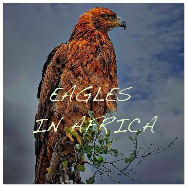 Produktbild: Eagles in Africa (Wall Calendar 2026 12 &times; 12 Inch) CALVENDO 12 Month Wall Calendar