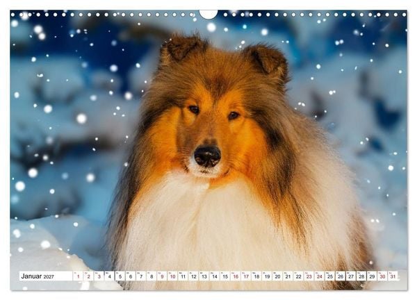 Produktbild: Traumhund Collie - Mein bester Freund (Wandkalender 2027 DIN A3 quer), CALVENDO Monatskalender