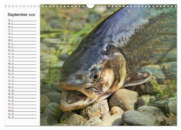 Produktbild: Faszination Angeln und Fischen (Wandkalender 2026 DIN A3 quer), CALVENDO Monatskalender
