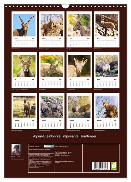 Produktbild: Alpen-Steinb&ouml;cke, imposante Horntr&auml;ger (Wandkalender 2026 DIN A3 hoch), CALVENDO Monatskalender