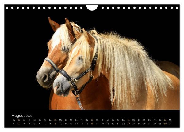 Produktbild: Magische Momente - Pferde Horses Caballos (Wandkalender 2026 DIN A4 quer), CALVENDO Monatskalender