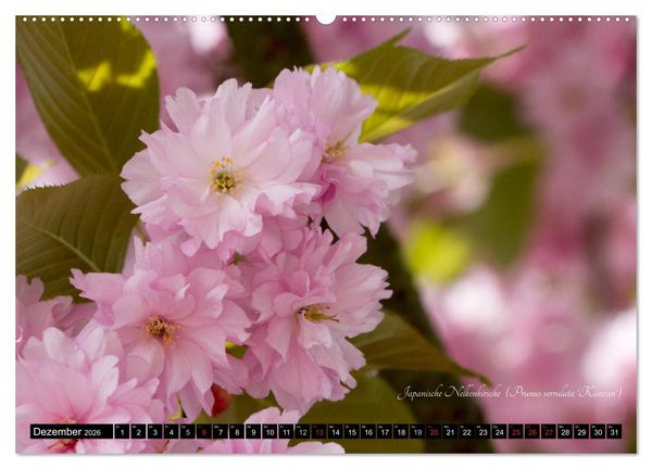 Produktbild: Zierbilder der Natur BLUMEN (Wandkalender 2026 DIN A2 quer), CALVENDO Monatskalender