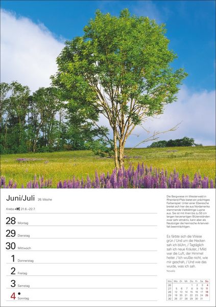 Produktbild: B&auml;ume Wochenplaner 2027 - 53 stimmungsvolle Fotografien