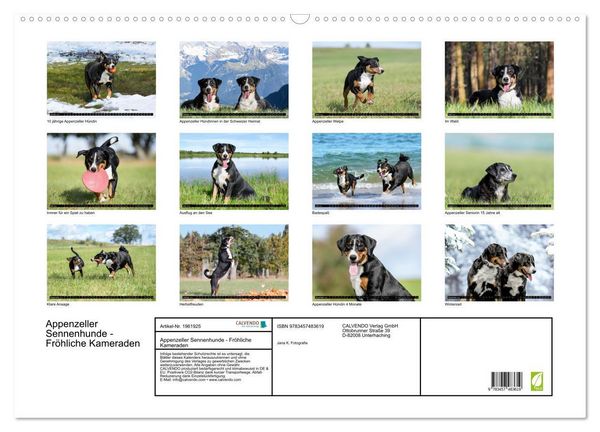 Produktbild: Appenzeller Sennenhunde - Fr&ouml;hliche Kameraden (Wandkalender 2026 DIN A2 quer), CALVENDO Monatskalender