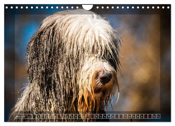 Produktbild: Bearded Collie, mein Freund (Wandkalender 2026 DIN A4 quer), CALVENDO Monatskalender