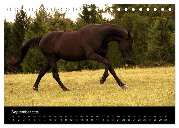 Produktbild: Pferde - m&auml;chtig, stolz & sch&ouml;n (Tischkalender 2026 DIN A5 quer), CALVENDO Monatskalender
