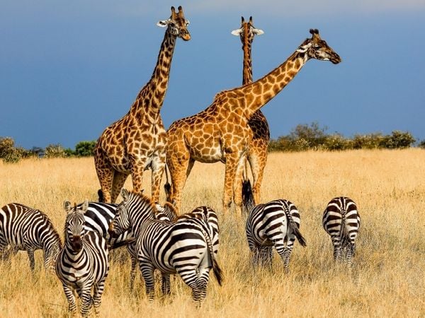 Produktbild: CALVENDO Puzzle Tiergemeinschaft in der Savanne | 1000 Teile Lege-Gr&ouml;&szlig;e 64x48cm Foto-Puzzle f&uuml;r gl&uuml;ckliche Stunden