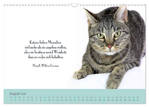 Produktbild: Katzenzitate 2026 (Wandkalender 2026 DIN A3 quer), CALVENDO Monatskalender