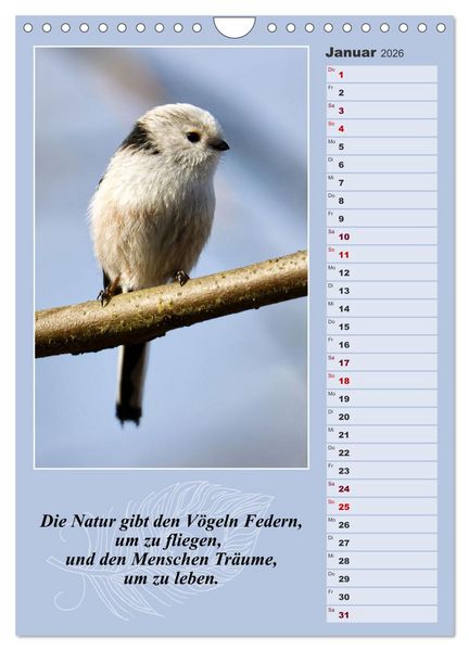 Produktbild: Schwanzmeisen, die niedlichen kleinen Pfannenstielchen (Wandkalender 2026 DIN A4 hoch), CALVENDO Monatskalender
