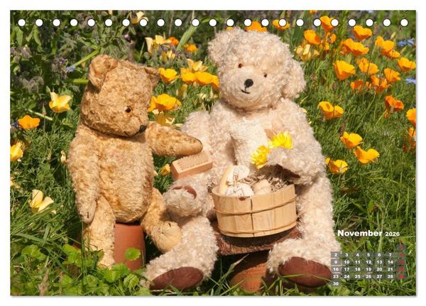 Produktbild: Geliebte B&auml;ren - Teddys (Tischkalender 2026 DIN A5 quer), CALVENDO Monatskalender