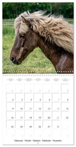 Produktbild: Charming Icelandic Horses (Wall Calendar 2026 12 &times; 12 Inch) CALVENDO 12 Month Wall Calendar