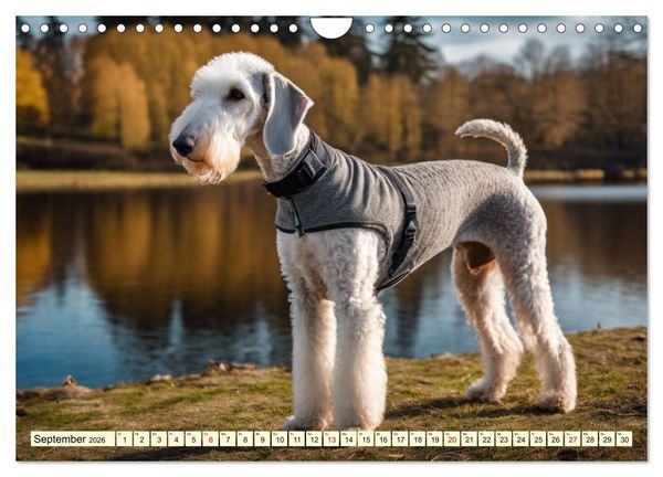 Produktbild: Bedlington Terrier - Hunde im Schafspelz (Wandkalender 2026 DIN A4 quer), CALVENDO Monatskalender