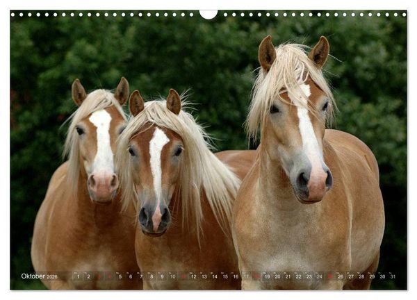Produktbild: Haflinger Sch&ouml;nheiten (Wandkalender 2026 DIN A3 quer), CALVENDO Monatskalender