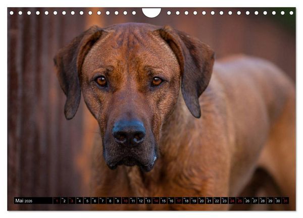 Produktbild: Ridgeback King (Wandkalender 2026 DIN A4 quer), CALVENDO Monatskalender