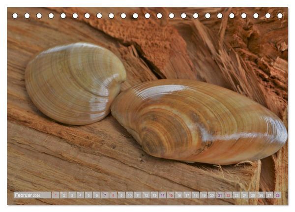 Produktbild: H&auml;user der Meere: Muscheln - Seeigel - Schnecken (Tischkalender 2026 DIN A5 quer), CALVENDO Monatskalender