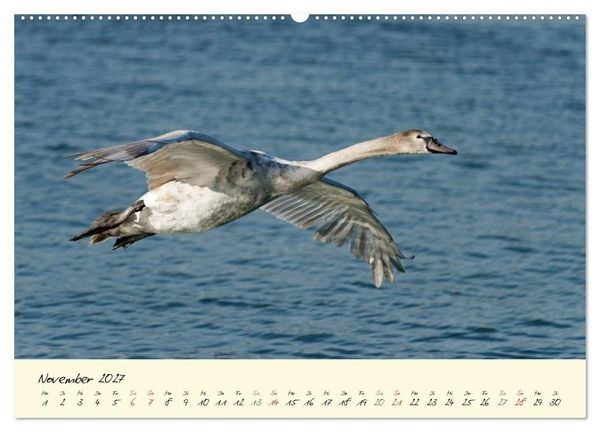 Produktbild: Vom K&uuml;ken zum stolzen Schwan (hochwertiger Premium Wandkalender 2027 DIN A2 quer), Kunstdruck in Hochglanz