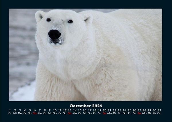 Produktbild: Tiere in der Wildnis 2026 Fotokalender DIN A4