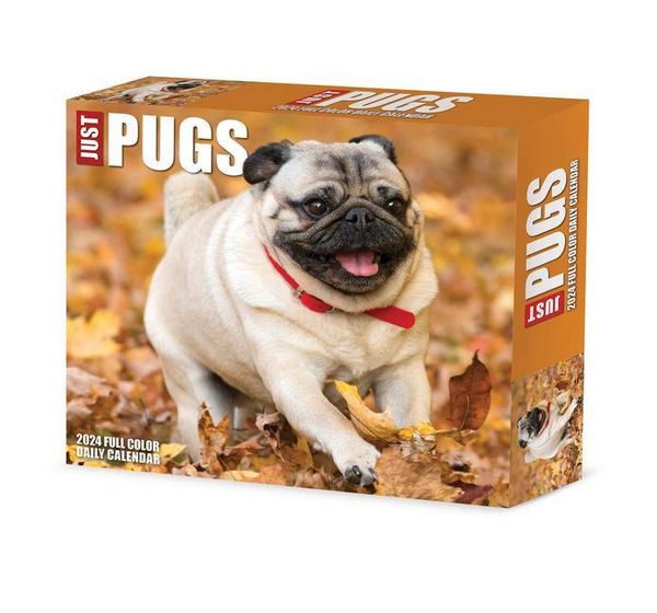 Produktbild: Willow Creek Press: Pugs 2024 6.2 X 5.4 Box Calendar