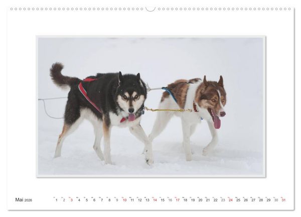 Produktbild: Emotionale Momente: The Art of Huskys. / CH-Version (hochwertiger Premium Wandkalender 2026 DIN A2 quer), Kunstdruck in Hochglanz