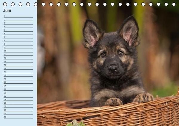 Produktbild: Der Schäferhunde-Geburtstagskalender (Tischkalender immerwährend DIN A5 quer)