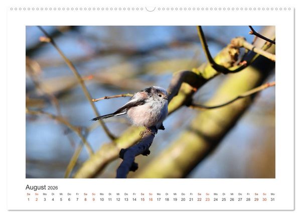 Produktbild: Gefiederte Garteng&auml;ste, Schwanzmeisen (hochwertiger Premium Wandkalender 2026 DIN A2 quer), Kunstdruck in Hochglanz