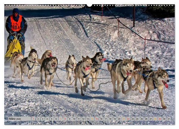 Produktbild: Huskies - Schlittenhunde (Wandkalender 2026 DIN A2 quer), CALVENDO Monatskalender