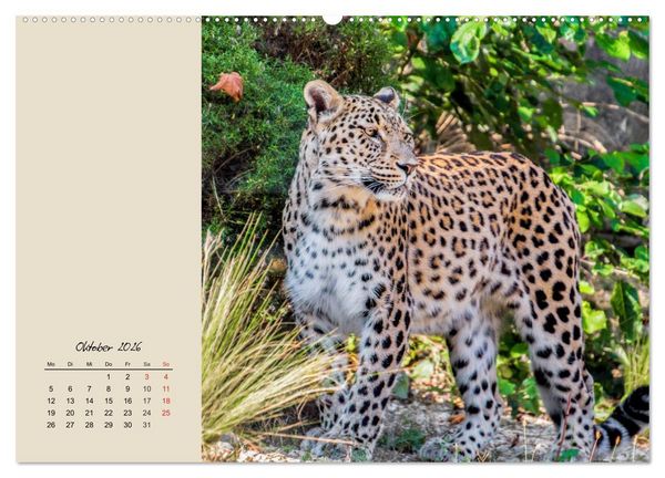 Produktbild: Leoparden. Geschmeidig, kr&auml;ftig und klug (Wandkalender 2026 DIN A2 quer), CALVENDO Monatskalender